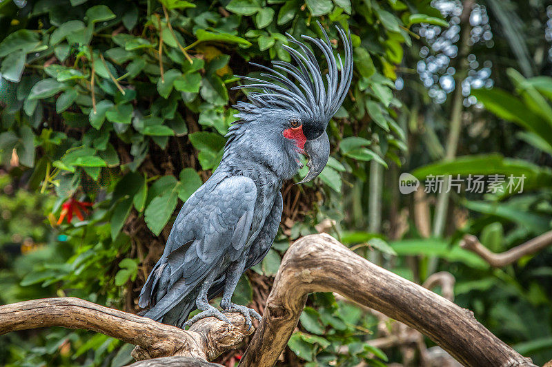 棕榈凤头鹦鹉，歌利亚凤头鹦鹉或大黑凤头鹦鹉，(Probosciger aterrimus)， Cacatúa Enlutada, Cacatoès黑色。